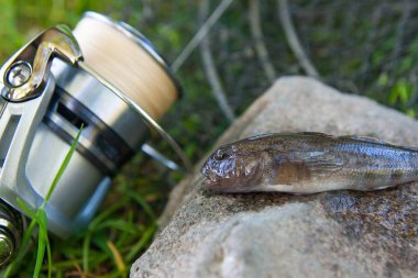 Tatlı su bullhead balık görünümü kapatın veya kaya balığı balık jus yuvarlak