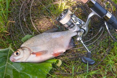 Tatlı su gümüş çipura veya beyaz brem balık görünümünü siyah balık