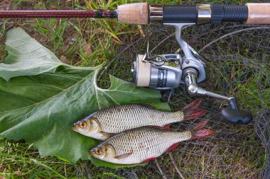 İki tatlı su ortak rudd balık görünümünü siyah Balık ağı üzerinde ve