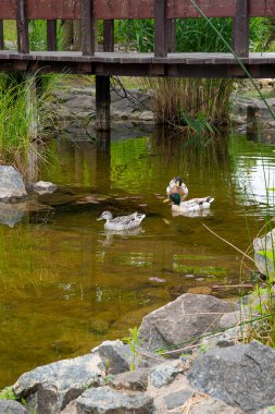 İki erkek yeşilbaş ördekler ve kadın yeşilbaş ördek bir pon üzerinde yüzen