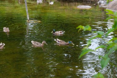 Yaz saati, bir su birikintisi üzerinde yüzen yeşilbaş ördekler grup.
