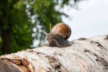 Bordo salyangoz (Helix, Roma salyangoz, yenilebilir salyangoz, salyangoz) craw