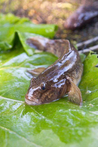 Närbild bild av sötvatten bullhead fisk eller runda goby fisk jus — Stockfoto