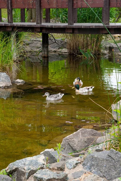 İki erkek yeşilbaş ördekler ve kadın yeşilbaş ördek bir pon üzerinde yüzen