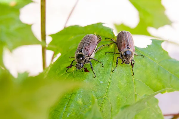 欧州の甲虫害虫 - また知られている共通の cockchafer (Melolontha) — ストック写真