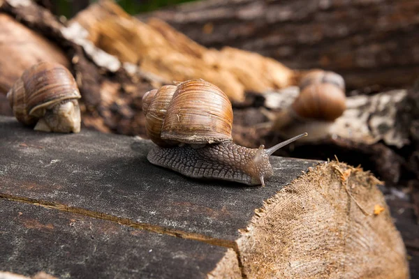 Vista de cerca del caracol de Borgoña (Helix, caracol romano, snai comestible —  Fotos de Stock