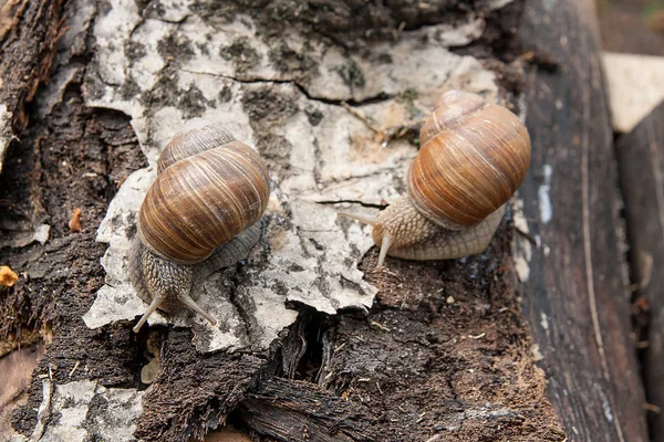 Δύο σαλιγκάρια της Βουργουνδίας (Helix, το ρωμαϊκό σαλιγκάρι, βρώσιμα σαλιγκάρια, σαλιγκάρια) — Φωτογραφία Αρχείου