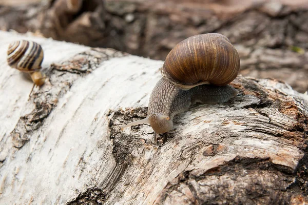 Πρόλοβος σαλιγκάρι Βουργουνδίας (Helix, το ρωμαϊκό σαλιγκάρι, βρώσιμα σαλιγκάρια, σαλιγκάρια) — Φωτογραφία Αρχείου