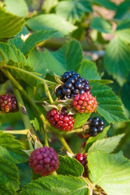 Blackberry bir demet görünümü kapatın. Blackber olgunlaşma