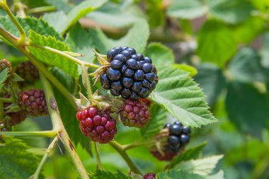 Blackberry bir demet görünümü kapatın. Blackber olgunlaşma