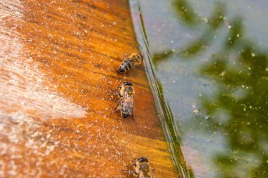 Arılar içme suyu yaz.