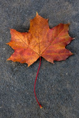 Karanlık ce izole sonbahar yaprak, yeşil, sarı ve turuncu renk