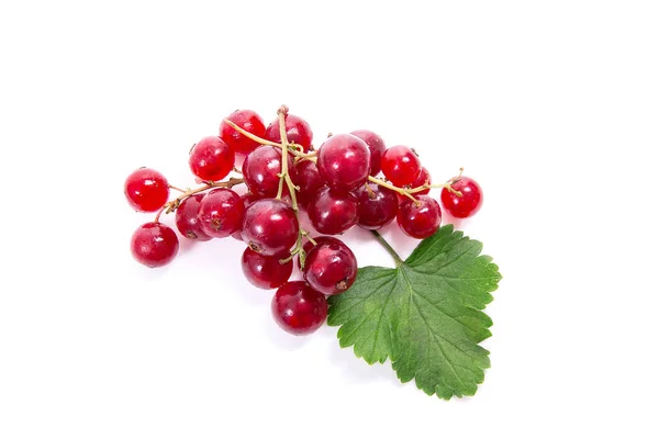 Red currant berry isolated on white. A bunch of red currant — Stock Photo, Image