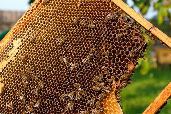 Tatlı bal ile petek üzerinde çalışma arıların görünümü. 