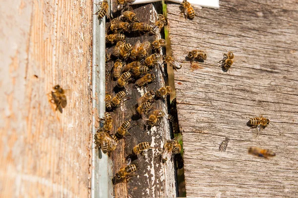 Plenty of bees at the entrance of beehive in apiary.