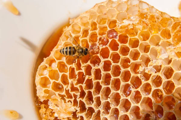 Zblízka pohled pracovní Bee na honeycomb s sladké zlato — Stock fotografie