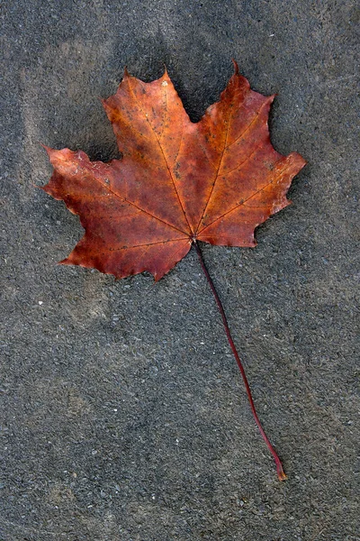 Karanlık ce izole sonbahar yaprak, yeşil, sarı ve turuncu renk