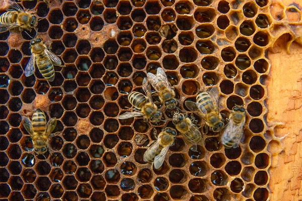 Beskåda av arbetande bina på honeycomb med söt honung. Royaltyfria Stockbilder