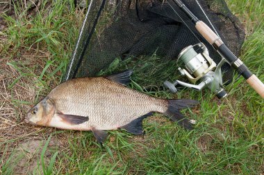 Tek tatlı su balığı ortak çipura ve olta ile reel üzerinde