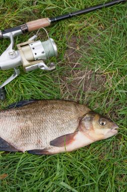 Büyük tatlı su ortak çipura ve olta zekâ görünümü kapatın