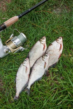 Beyaz çipura veya gümüş balık ve th üzerinde white-eye çipura yığını