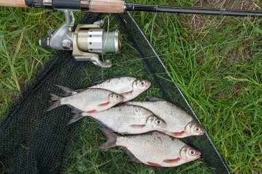 Beyaz çipura veya gümüş balık ve th üzerinde white-eye çipura yığını