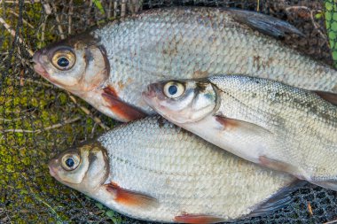 Birkaç tatlı su balığı: beyaz çipura veya gümüş balık ve zırhlı personel taşıyıcı veya 