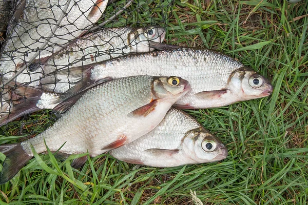 Pile of the white bream or silver fish and white-eye bream with — Stock Photo, Image