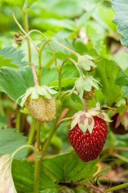 Olgun meyveler ve bitki örtüsü çilek. Bir strawberr üzerinde çilek