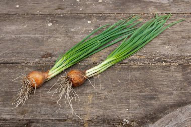 Taze soğan, vintage ahşap arka plan üzerinde hasat sebzeler