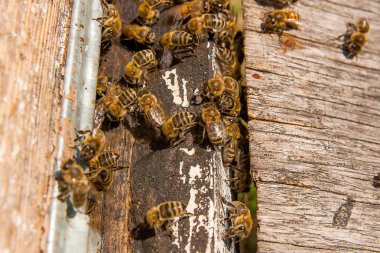 Arı, arı kovanı, arı kovanı girişinde bir sürü.