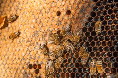 Tatlı bal ile petek üzerinde çalışma arıların görünümü. 