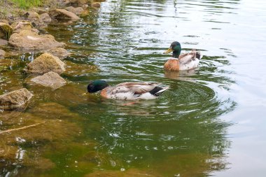 Yaz saati, bir su birikintisi üzerinde yüzen iki yeşilbaş ördekler.