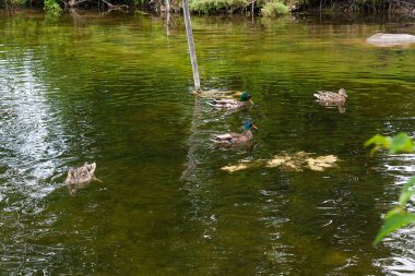 Yaz saati, bir su birikintisi üzerinde yüzen yeşilbaş ördekler grup.