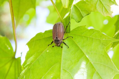 Avrupa böcek haşere - da bilinen ortak cockchafer (baktım)