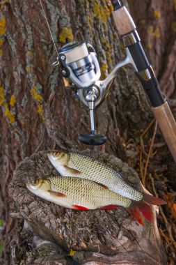 İki tatlı su ortak rudd balık ve olta ree ile görünümü