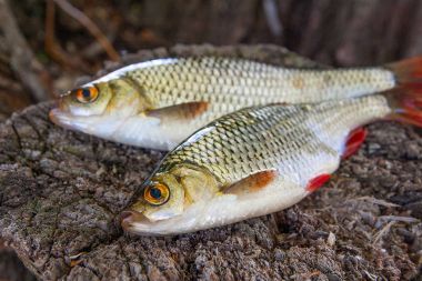 İki ortak rudd balık görünümü doğal vintage ahşap adam '
