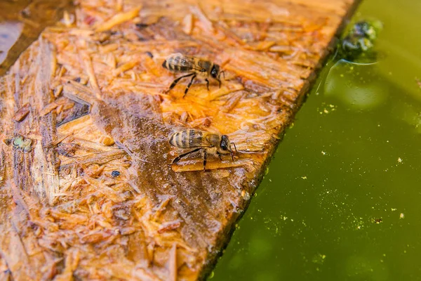 Arılar içme suyu yaz, ahşap tahta üzerinde.