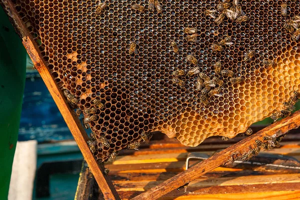 View of the working bees on the honeycomb with sweet honey. — Stock Photo, Image