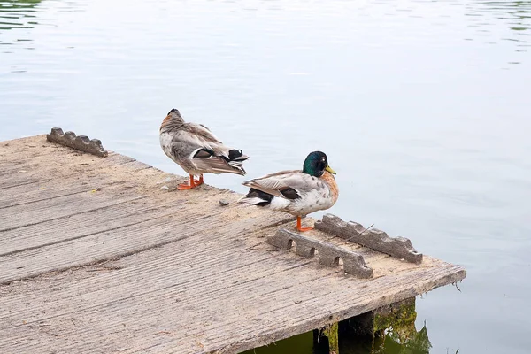 Two mallard ducks on old wooden pier at summer time — Stock Photo, Image