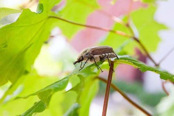 欧州の甲虫害虫 - また知られている共通の cockchafer (Melolontha) — ストック写真