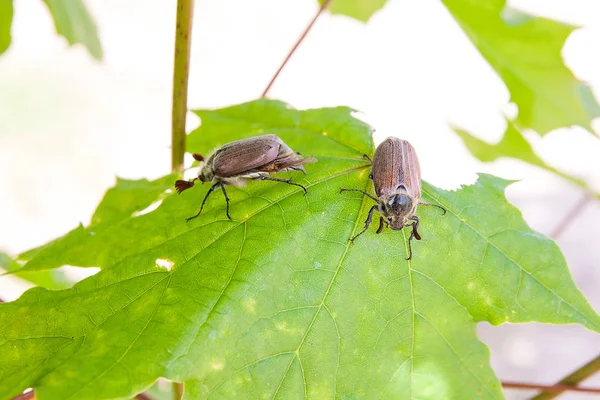 欧州の甲虫害虫 - また知られている共通の cockchafer (Melolontha) — ストック写真