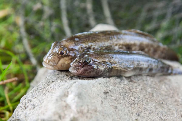 Sötvatten bullhead fisk eller svartmunnad smörbult fisk bara tas från den — Stockfoto