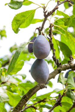 Erik ağacı Şubesi sunse tarihinde olgunlaşmış sulu meyve ile yakın çekim
