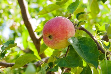 Bir elma ağacı dalında asılı parlak lezzetli elma veya