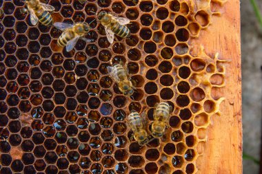 Tatlı bal ile petek üzerinde çalışma arıların görünümü. 