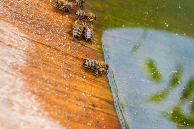 Arılar içme suyu yaz.