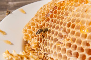 Tatlı tatlım ile petek üzerinde çalışma arı görünümü kadar kapatın