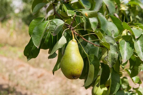Bir ağaç dalı meyve asılı parlak lezzetli armut.
