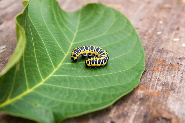 Bellissimo bruco nero e giallo striscia su una grande foglia verde . — Foto Stock